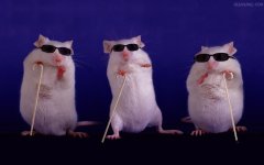 three-blind-mice.jpg