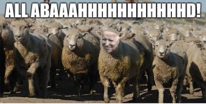 sheep.jpeg