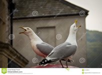 two-seagull-birds-chirping-opposite-to-each-other-chirp-61220957.jpg