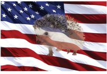 Click image for larger version  Name:	hedgehog-patriotic.jpg Views:	0 Size:	1.04 MB ID:	6961769