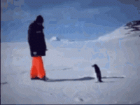 penguin-wtf.gif