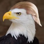 eagle.jpg