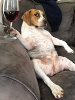 dog wine.jpg