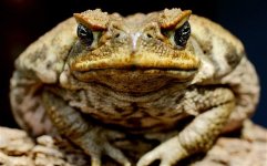 cane-toad_2246996b.jpg