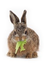 rabbit-eating-lettuce-wb.jpg