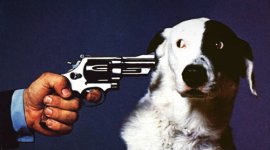 dog-gun.jpg