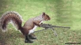 bad_squirrel_animation.gif