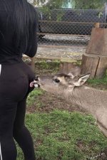 deer butt.jpg