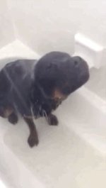 ba05bbce613533e80bcb4a7d205a1c37--shower-time-rottweiler-funny.jpg