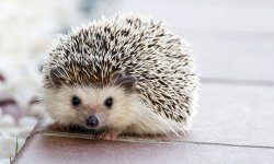 pc-keller-hedgehog.jpg