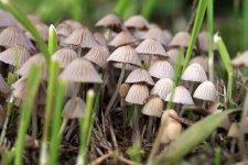 psilocybin_mushrooms_092618.jpg