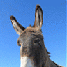 The Gray Donkey