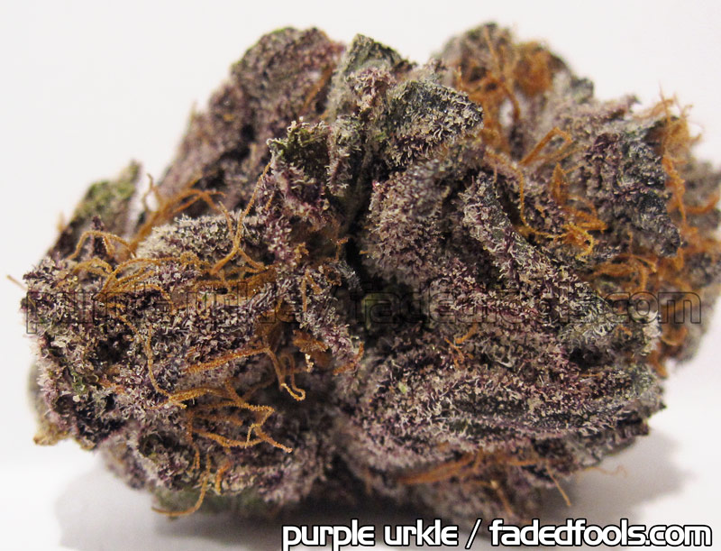 purple_urkel_purp_weed.jpg