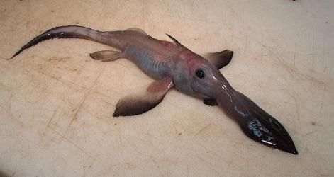 longnose_chimaera_pup.jpg