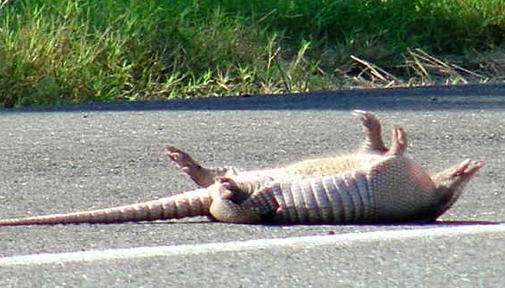 dead-armadillo.jpg