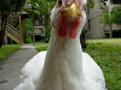 12102007_chicken.jpg