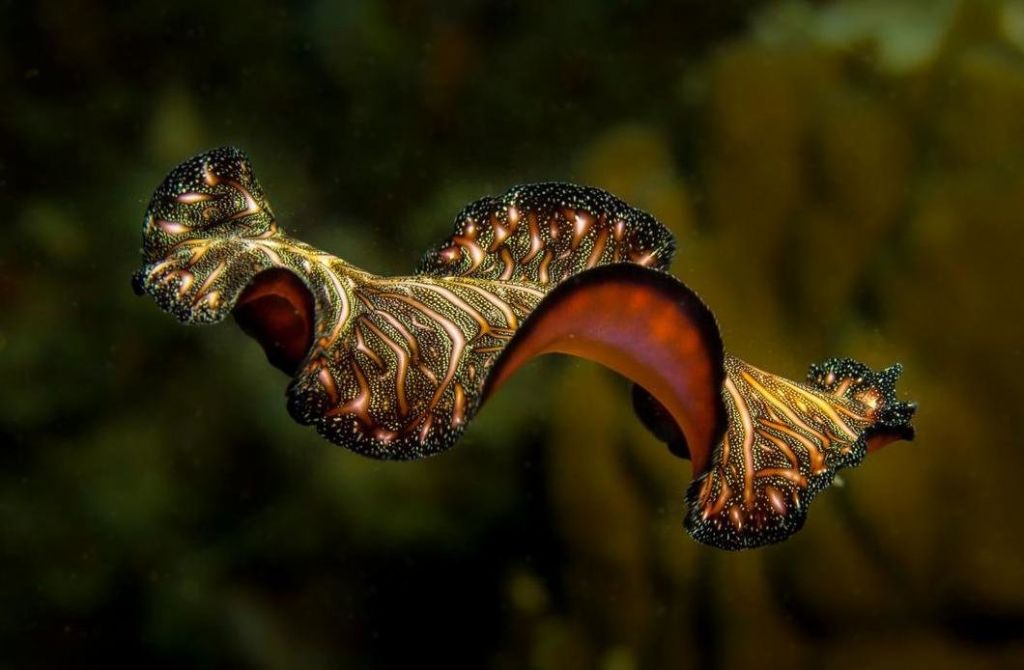 rsz_2flatworm.jpg