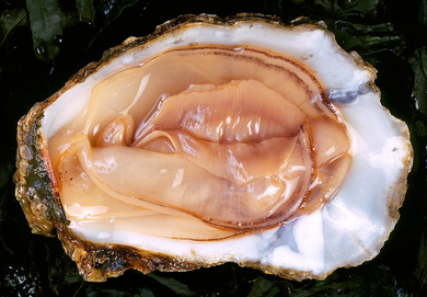 oyster-on-the-half-shell.jpg