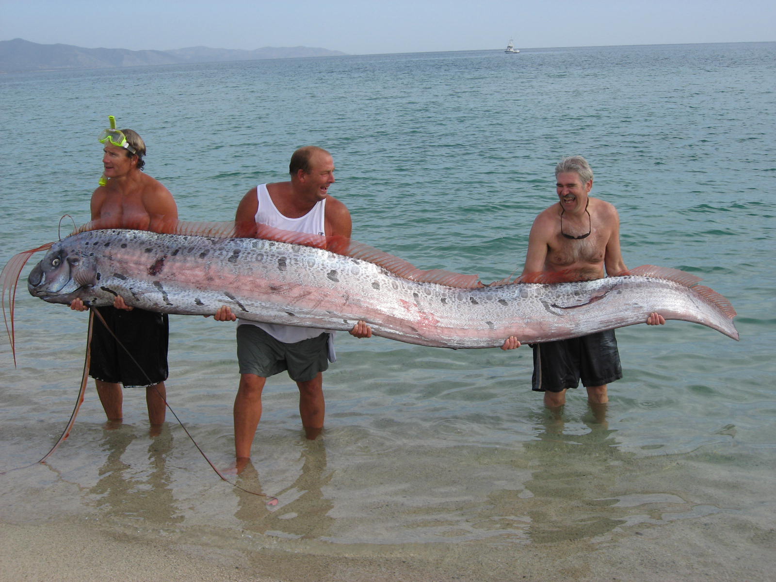 oarfish.jpg