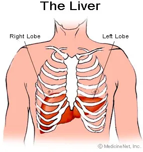 Liver.jpg