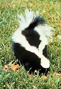 200px-Striped_skunk.jpg