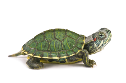 red-eared-slider-turtle-for-sale.jpg