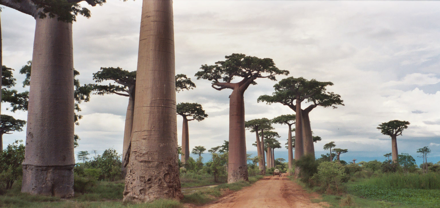 Adansonia_grandidieri_Pat_Hooper.jpg