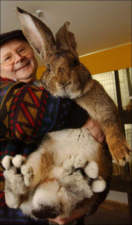 big_rabbit.jpg