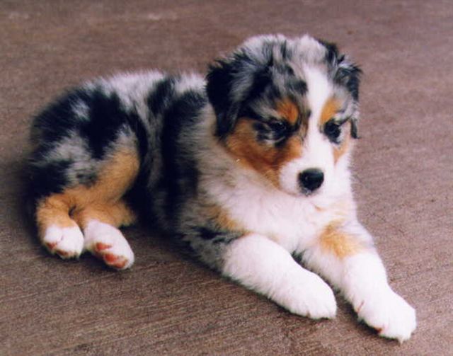 australian_shepherd_pups_01.jpg