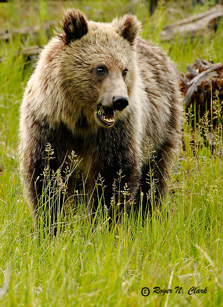 grizzly.bear.c07.03.2003.IMG_5682.b-600.jpg