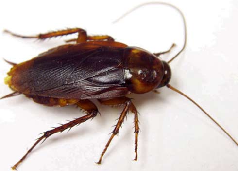 american-cockroach-1.jpg