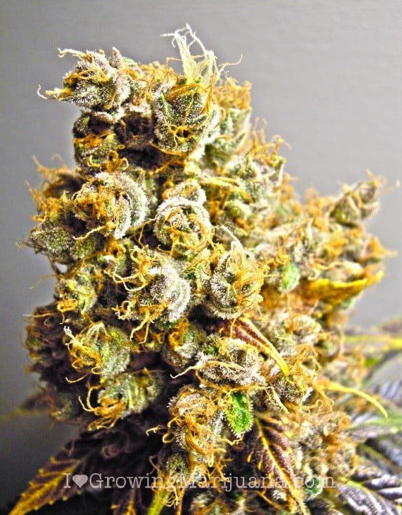 weed-photos-huge-plant.jpg