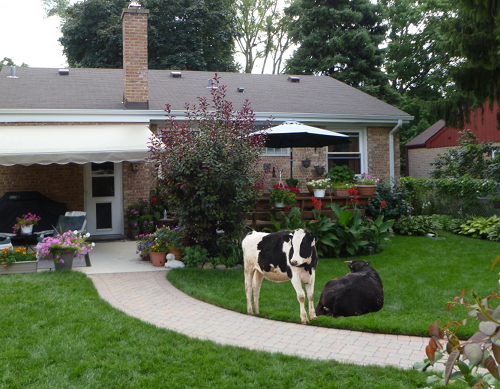 backyard+cows.JPG