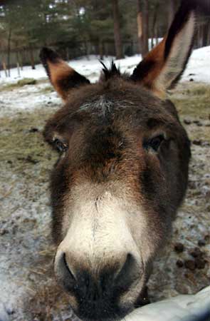 donkey-face.jpg