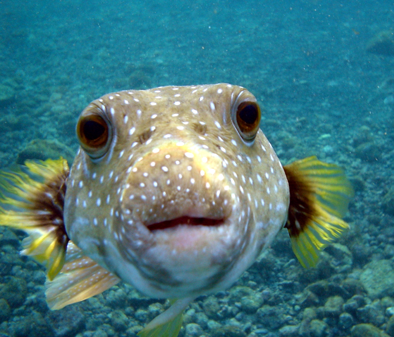 Puffer_Fish_DSC01257.JPG