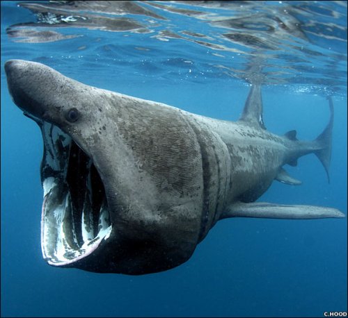 basking-shark-photo-credit-c-hood.jpg