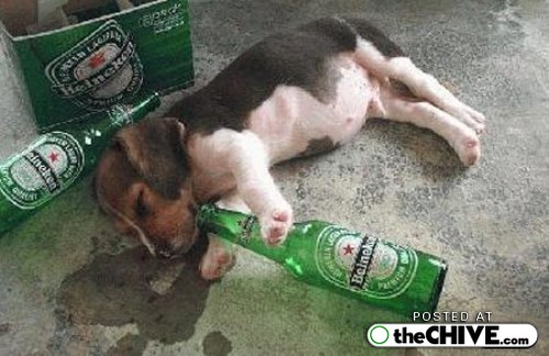 funny-drunk-dogs-pics-3.jpg