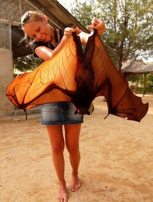 fruit-bat.jpg