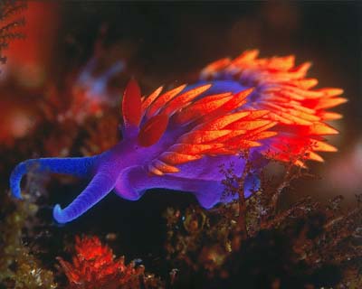 nudibranchs1.jpg