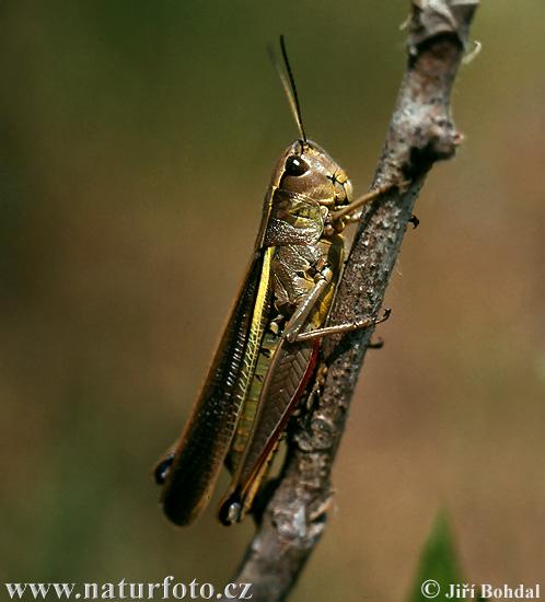 large-marsh-grasshopper-2520.jpg