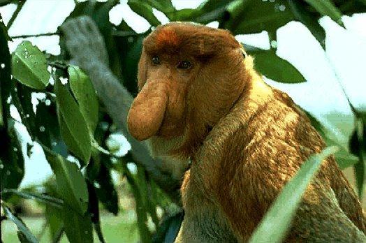 Proboscis-Monkey.jpg