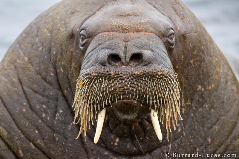 walrus_face.jpg