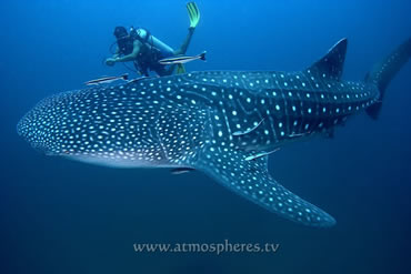 whale-shark-jez-tryner-atmospheres.jpg