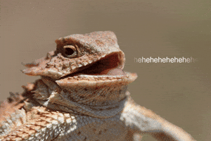 Very Funny Reaction GIF Very Funny Reaction GIF